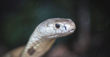 Artigo: Ministério Público denuncia quatro pessoas no caso da cobra naja