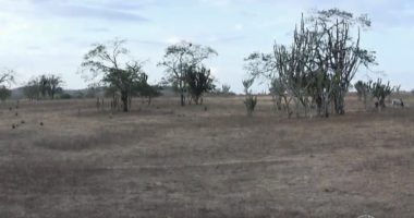 Artigo: Mais de 50 cidades baianas estão em situação de emergência por conta da seca