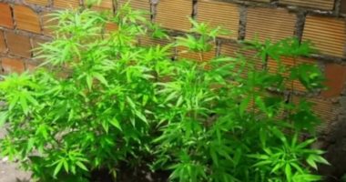 Artigo: São Gonçalo dos Campos: PM acha mais de 60 pés de maconha em quintal de casa