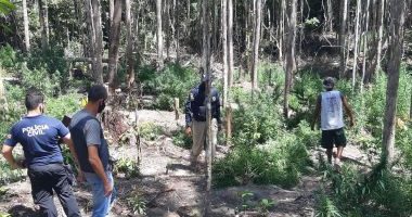 Artigo: Belmonte: polícia descobre plantação com mais de 1,5 mil pés de maconha