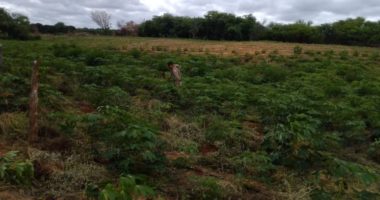 Artigo: Plantação com mais de 12 mil pés de maconha é encontrada no norte da Bahia