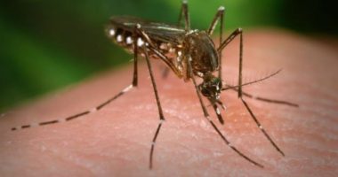 Artigo: Salvador registra mais 11 mil caos de Chickungunya em 2020