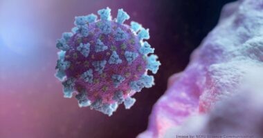 Artigo: Brasil tem 43 mil casos e 2 mil mortes em 24 horas