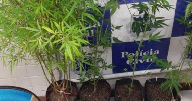Artigo: Homem é preso com pés de maconha e estufa em casa no bairro de Caixa d’Água