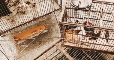 Artigo: Policia apreende 39 aves silvestres em Riachão do Jacuípe