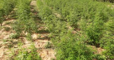 Artigo: Polícia encontra plantação com 250 mil pés de maconha no norte do estado