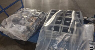 Artigo: Cães da Polícia Civil encontram meia tonelada de cocaína em avião