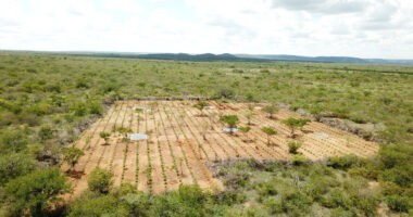Artigo: Polícia Civil erradica plantação de maconha avaliada em R$ 32 milhões