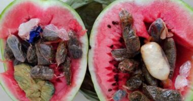 Artigo: Mulher é presa após tentar entrar em delegacia com drogas e celulares dentro de melancia