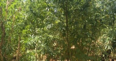 Artigo: Mais 11 mil pés de maconha são erradicados no norte do estado