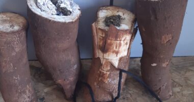 Artigo: Mulher é presa com maconha escondida em mandioca