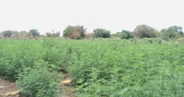 Artigo: Plantio com mais de 30 mil pés de maconha é erradicado pela PM