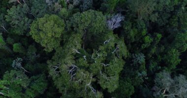 Artigo: Governo inaugura antena para ampliar fiscalização na Amazônia