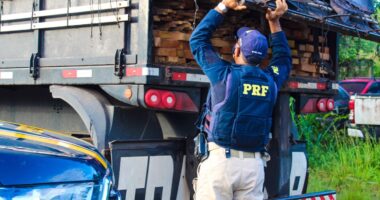 Artigo: Itabuna: PRF apreende carga ilegal de madeira