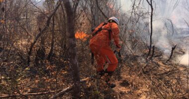 Artigo: Bombeiros atuam nos incêndios florestais em Pilão Arcado e Campo Alegre de Lourdes
