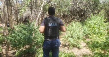 Artigo: Juazeiro: polícia erradica plantação com cerca de 2.500 pés de maconha