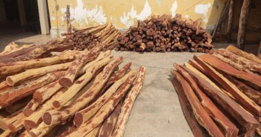 Artigo: PMs apreendem carga de madeira ilegal avaliada em R$ 200 mil