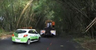 Artigo: Salvador: parte do bambuzal de acesso ao aeroporto cai