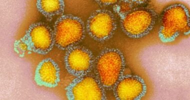 Artigo: Bahia registra 170 casos de gripe H3N2; Salvador lidera ranking