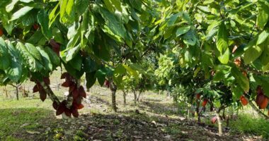 Artigo: Bahia se consolida como maior produtora de cacau do Brasil