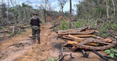 Artigo: Polícia desmonta áreas de desmatamento ilegal de madeiras nativas