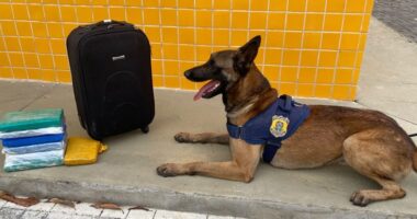 Artigo: Vitória da Conquista: homem é preso com drogas após cão farejador sinalizar material