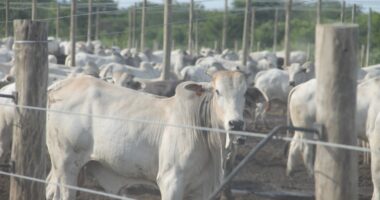 Artigo: Empresa portuguesa investe em agropecuária no Polo Agroindustrial