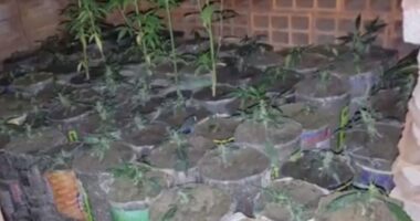 Artigo: Homem é preso cultivando mil pés de maconha, no sudoeste da Bahia