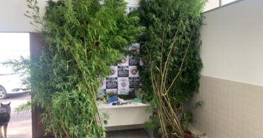 Artigo: Catu: polícia erradica plantação de maconha em quintal de casa