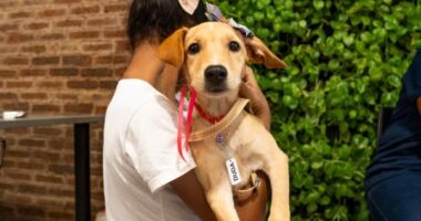 Artigo: Edição especial do Adote no Parque promove adoção e reencontro de pets em Lauro de Freitas